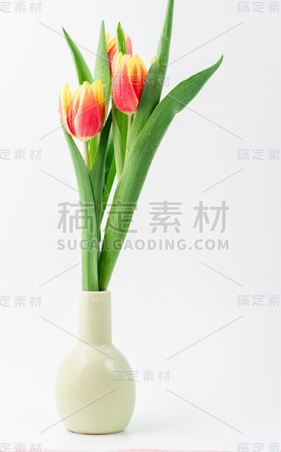 白色背景上的郁金香