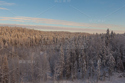菲尔森林