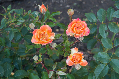 五颜六色的花和闭合的花蕾的玫瑰