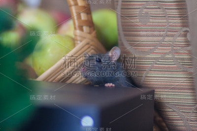 桌子上一只黑色的盒子上有一只灰色的老鼠。不卫生的条件。