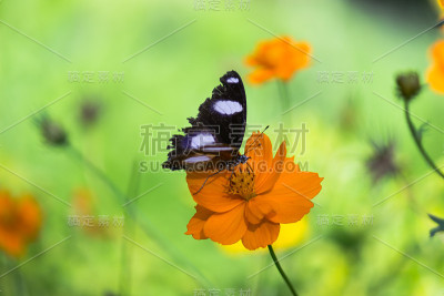 Eggfly蝴蝶