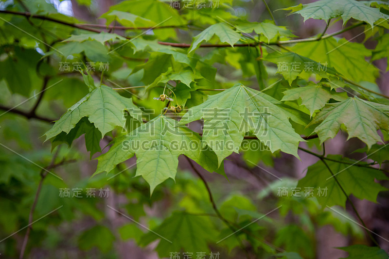 夏天新绿的枫叶。绿色枫叶的特写。