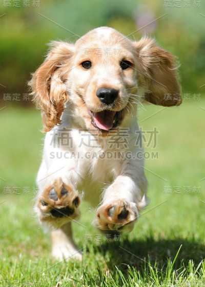 英语秀可卡犬