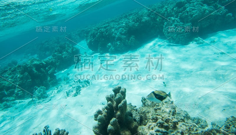 毕加索的Triggerfish海洋场景