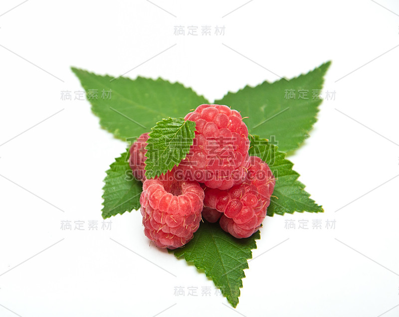 树莓