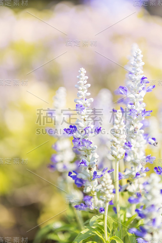 近距离蓝色鼠尾草花在模糊的花园背景