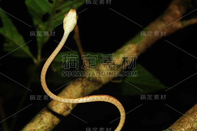 一种钝头蛇，imantodes lentiferus，腹部鳞片概览