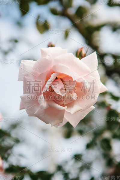 这朵玫瑰花呈淡红色。