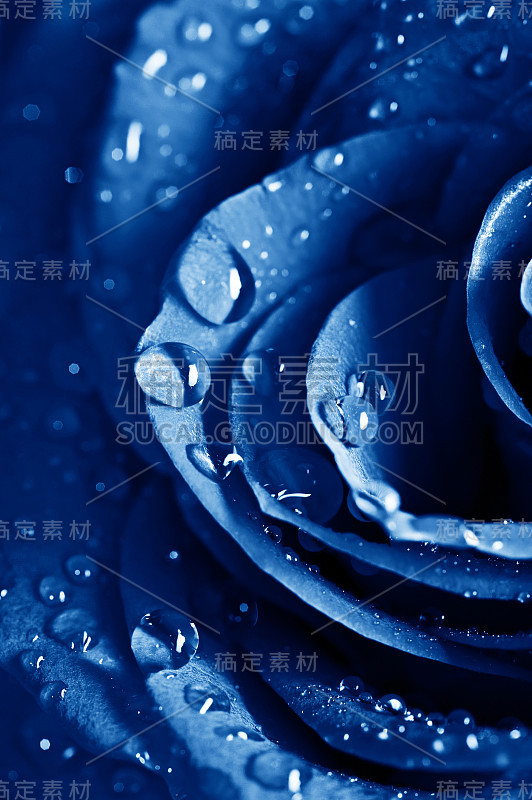 带水珠的蓝色玫瑰