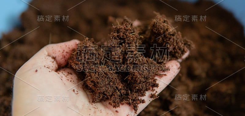 种植椰子的土壤。最适合种植大麻的土壤