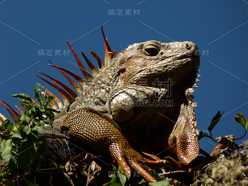 哥斯达黎加的鬣蜥