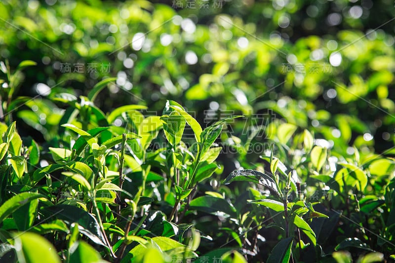 早上茶园里的绿茶。特写绿茶