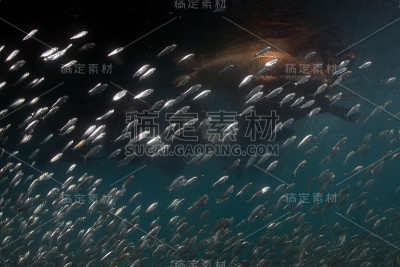 海狮海豹后沙丁鱼饵球