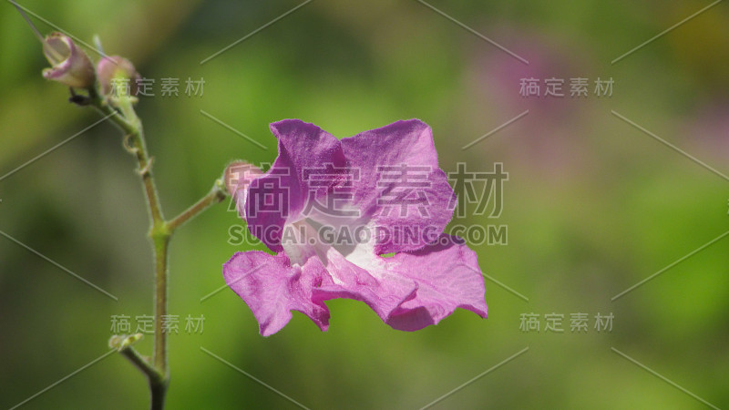 塞拉多生物群系发现的野花