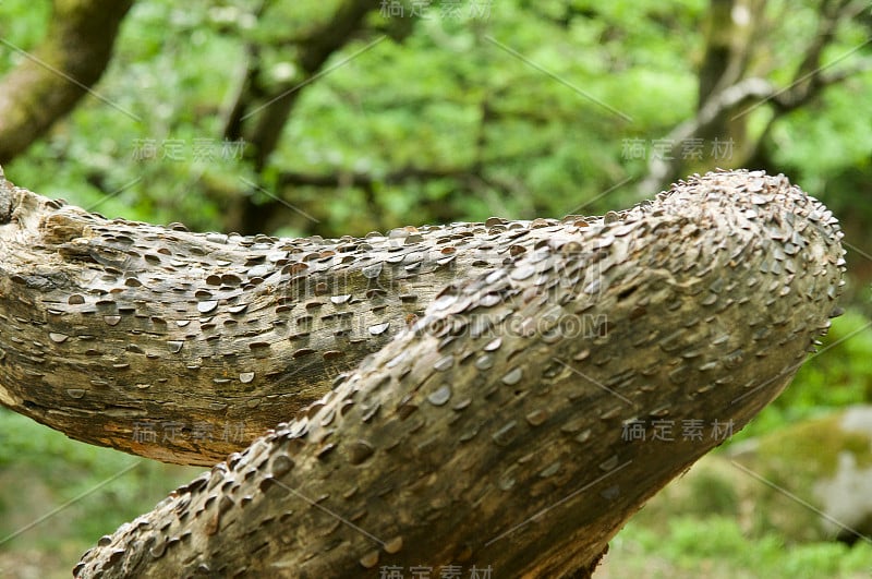 靠近钱树