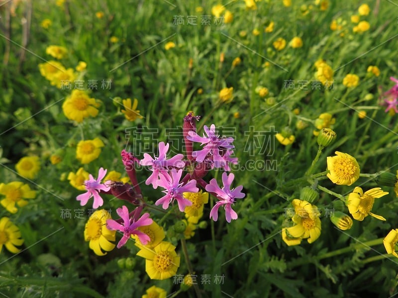 埃及Silene aegyptiaca，春天的野花