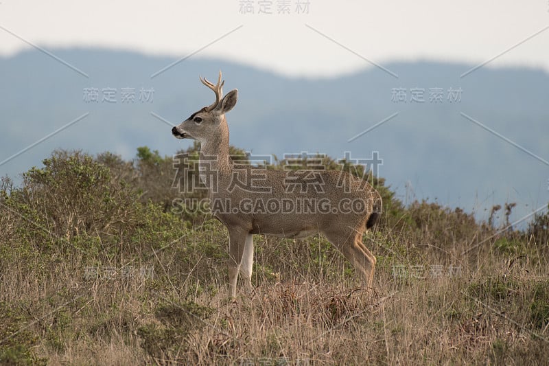 年轻的黑尾雄鹿/鹿角生长/发育中的小鹿在沿海的灌木丛草地摆姿势