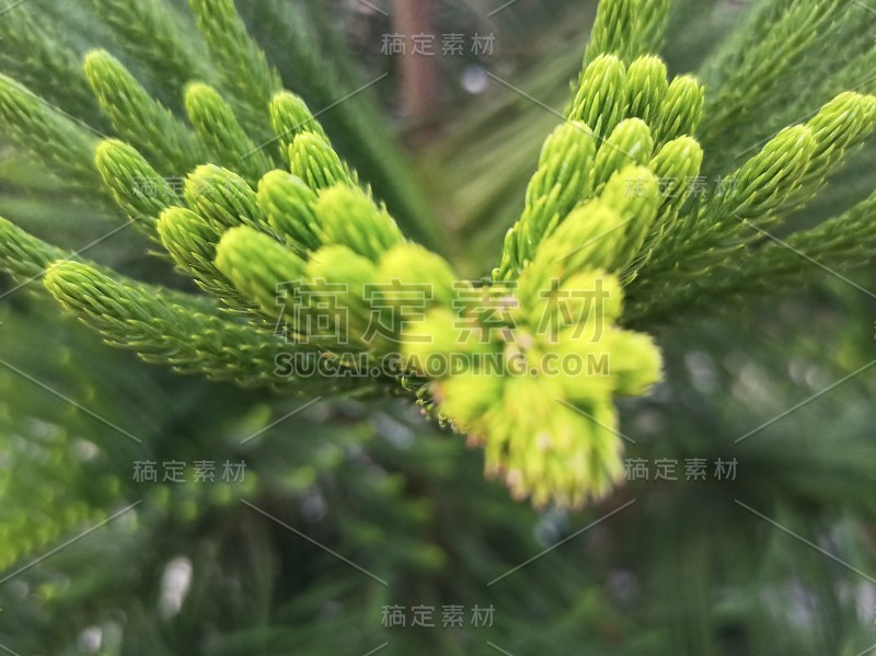 美丽的绿色植物