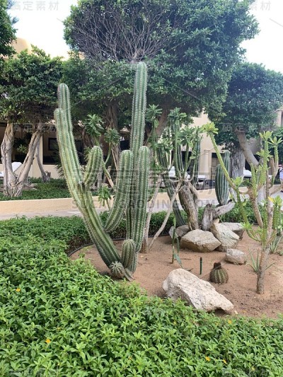 花园里的多肉植物