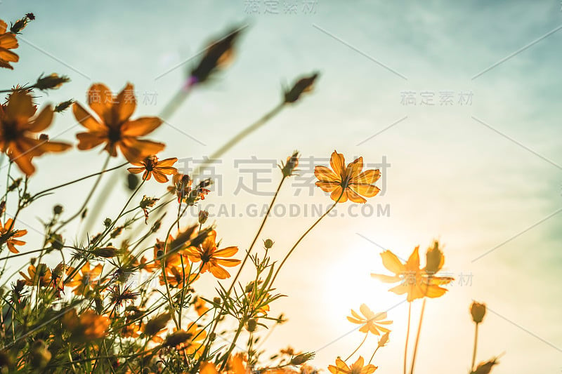 黄硫宇宙花在大自然的花园，蓝天，复古风格。