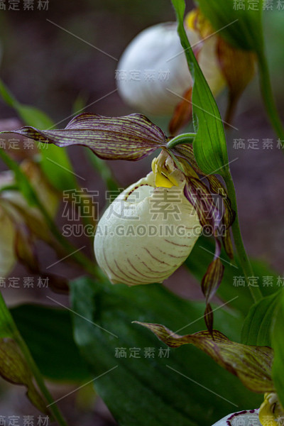 公园里的鞋兰(杓兰)