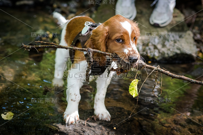 威尔士小猎犬在小溪里玩耍