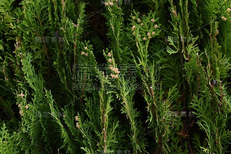 侧柏属植物(侧柏属)雄花