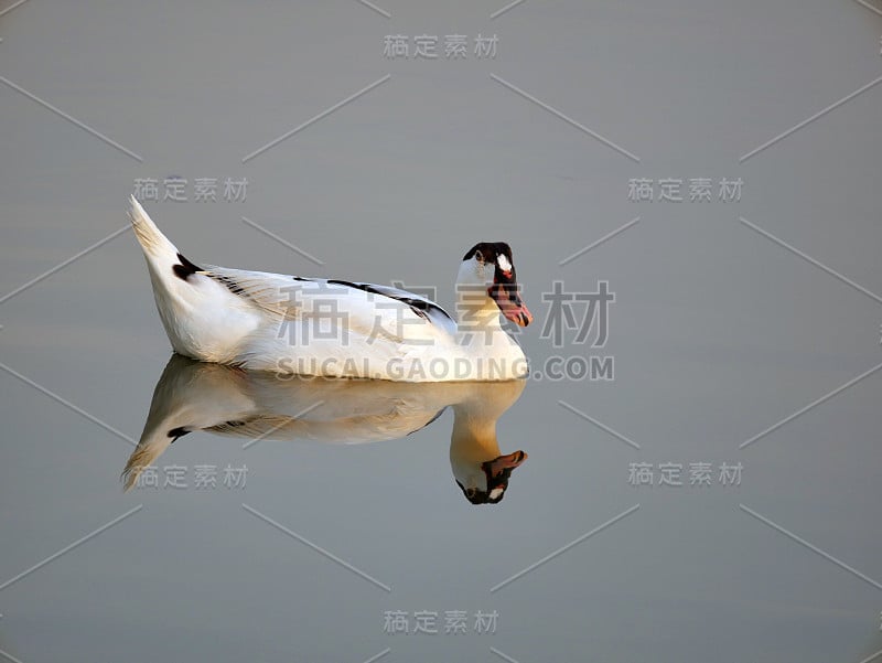 鸭子在水面上