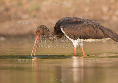 黑鹳(黑鹳)