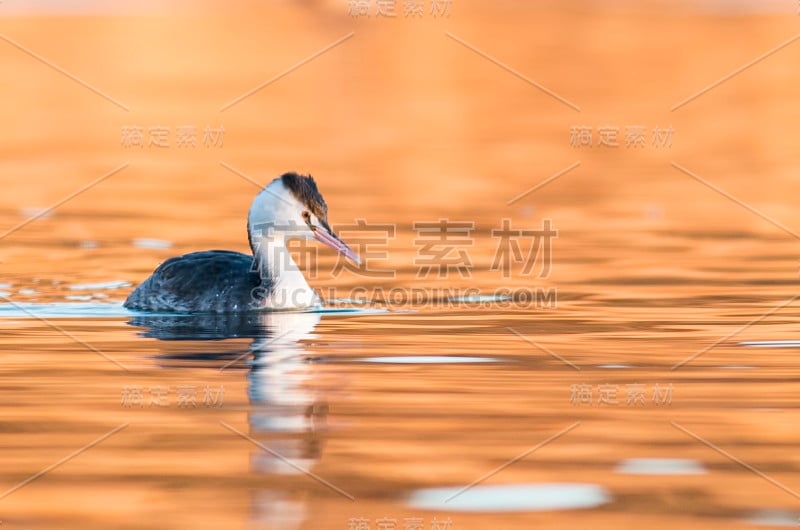 大山脊Grebe (Podiceps crista)