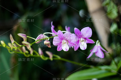 花园里的紫罗兰花兰花