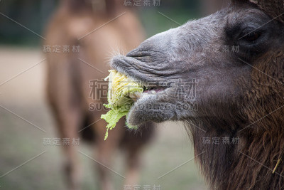 骆驼在户外吃沙拉