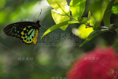 一只黑黄绿相间的蝴蝶，触角伸展着
