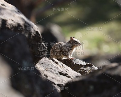 加州地松鼠从岩石窝里钻出来