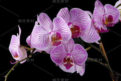 兰花特写镜头