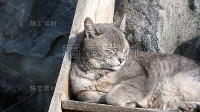 灰色的家猫