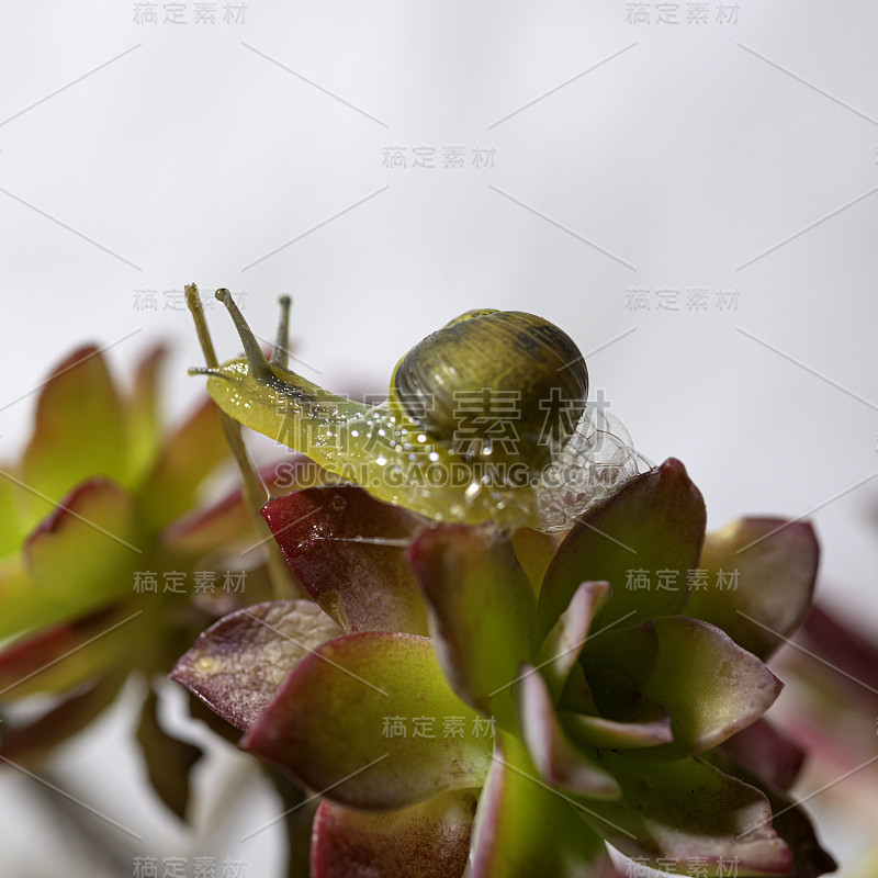 蜗牛在壳里爬行在绿色茂盛的黄花植物的绿叶上，近景，微距拍摄