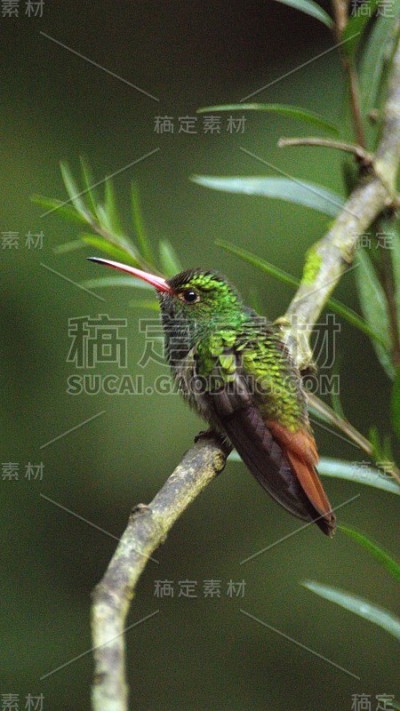 Rufous-tailed蜂鸟