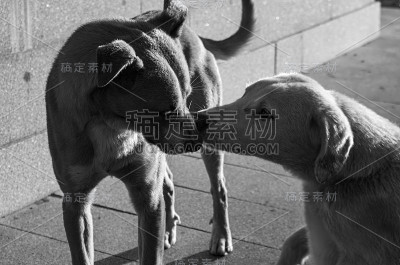 两只狗在户外