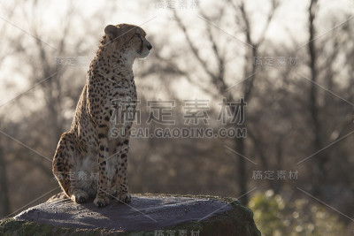 猎豹在寻找危险