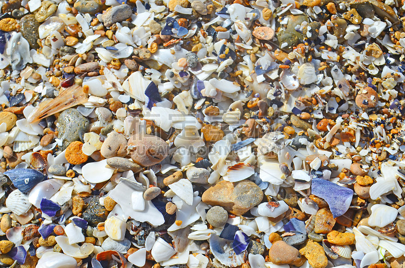 Sea shells background