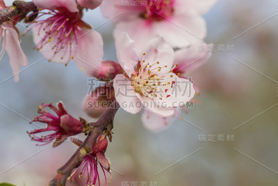 桃花儿