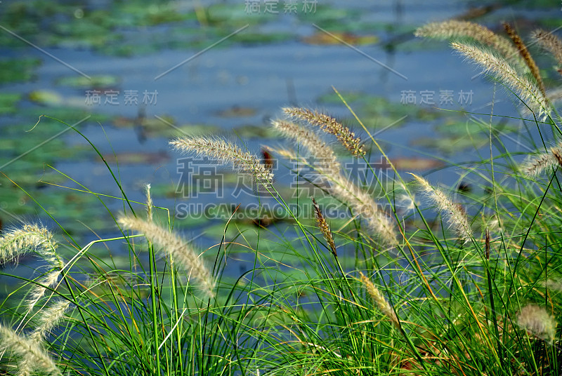 池塘边的绿地