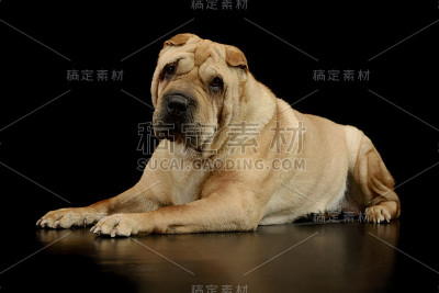 这张照片是一只可爱的沙皮犬