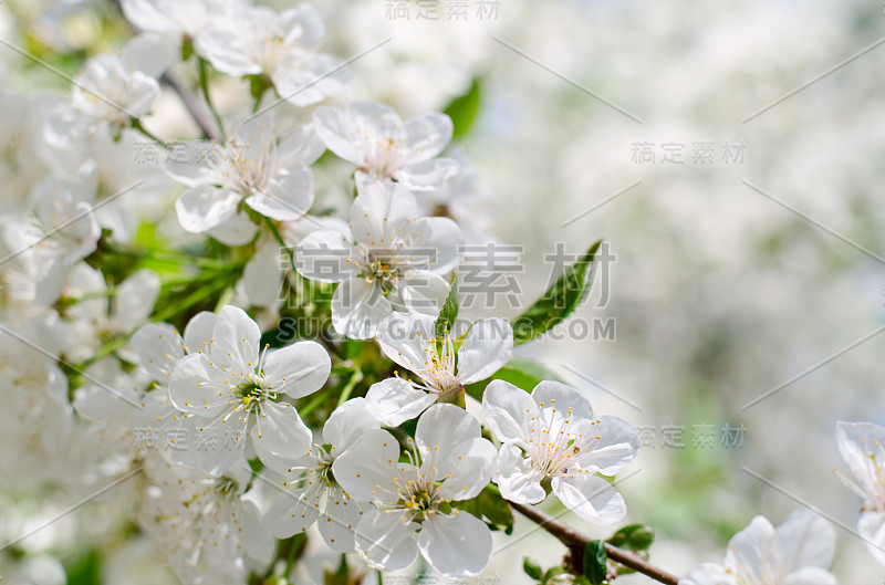 樱桃树开花。白色的春天花朵特写。柔焦春季季节背景。