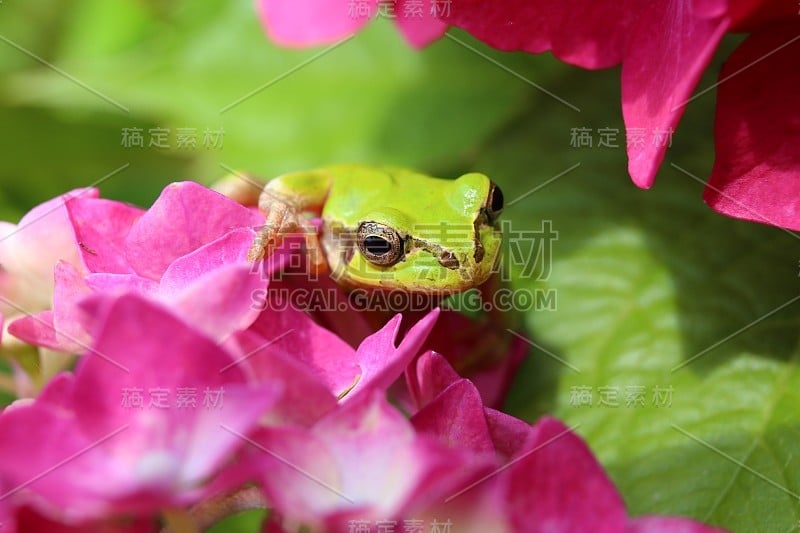 绣球花和青蛙