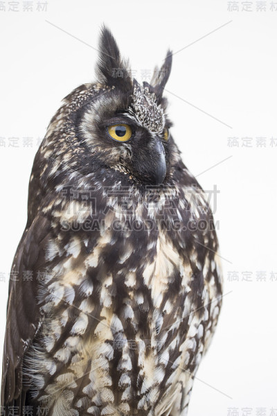 Stygius猫头鹰Asio stygian