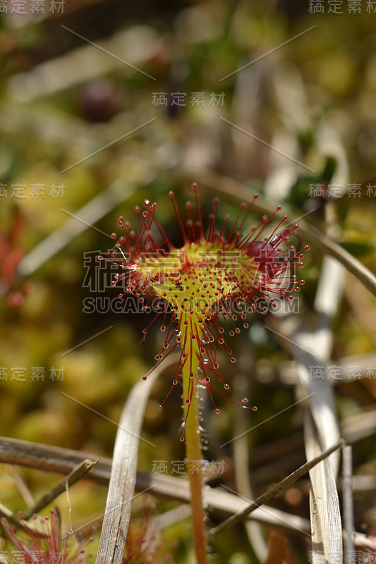 野生茅膏菜