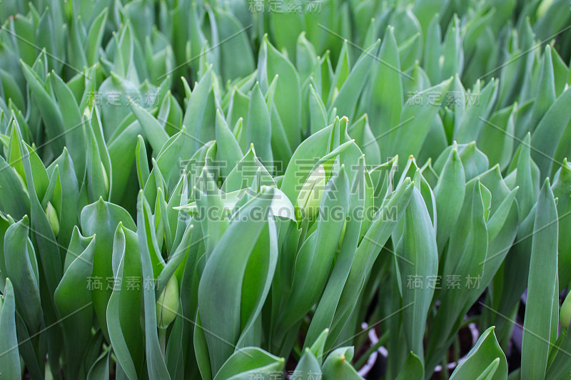 近处的绿色郁金香芽几乎不明显的白色芽。在温室里种植待售