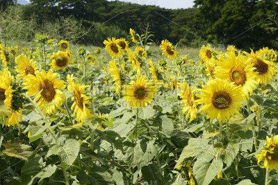 太阳的花